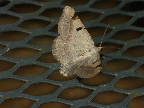 Itame vincularia